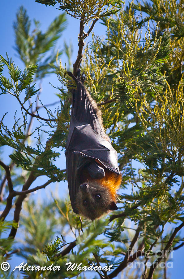 Fruit Bat #6 Photograph by Alexander Whadcoat - Pixels