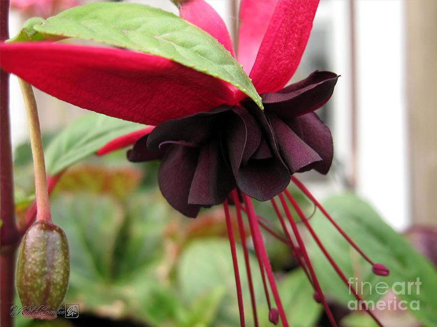 Flower Photograph - Fuchsia named Roesse Blacky #6 by J McCombie