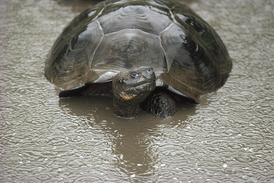 Galapagos Giant Tortoise Wallowing #6 Photograph by Tui De Roy