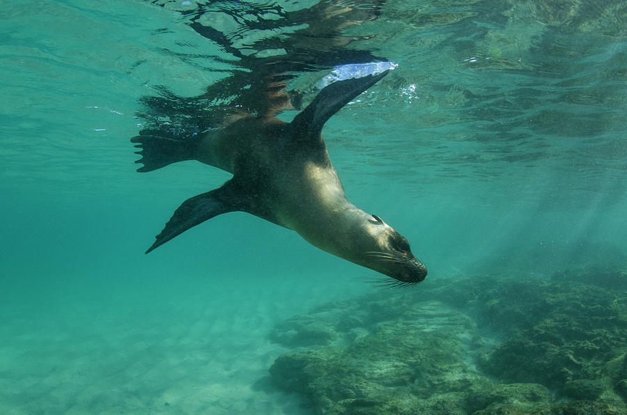 Galapagos Sea Lion (zalophus Wollebaeki Photograph by Pete Oxford ...