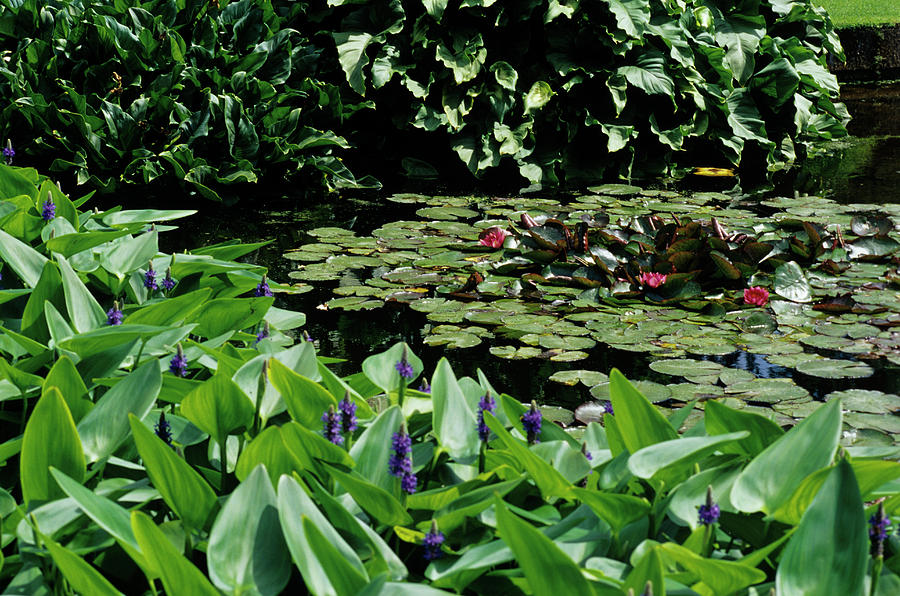 Garden Display #6 Photograph by Science Photo Library Garden Display #6 Photograph by Science Photo Library