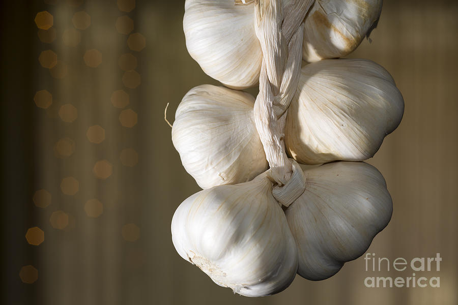 Vegetable Photograph - Garlic #6 by Mats Silvan