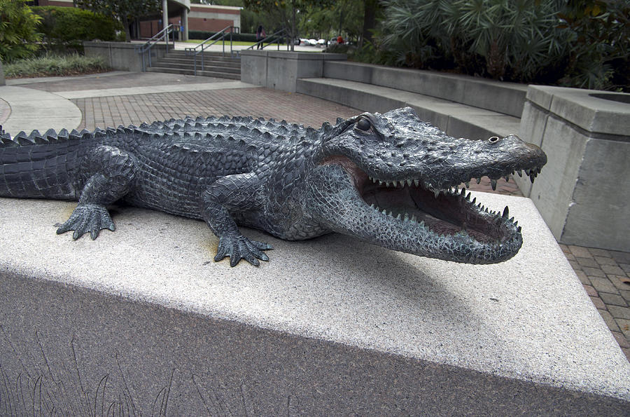 Gainesville Photograph - Gator #6 by William Ragan