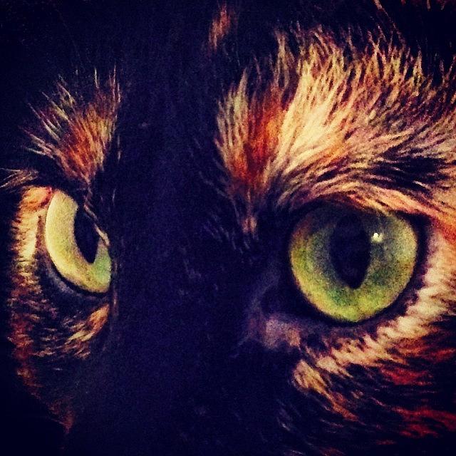 Cat Photograph - #gatos #gatoslindos #gatostagram #6 by Ana V