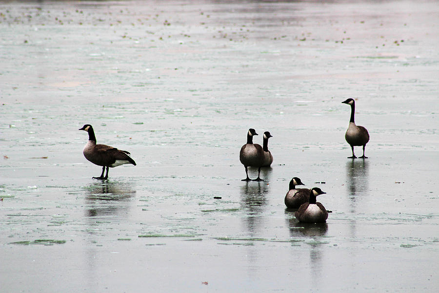 6 Geese From the Early Winter Prairie Series Photograph by Verana Stark