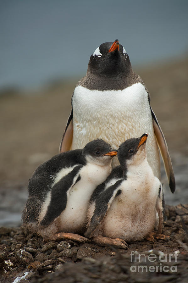 Gentoo Penguin With Young #6 Photograph by John Shaw