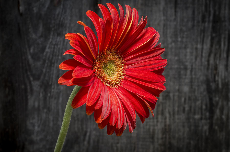 Gerbera #6 Photograph by Paulo Goncalves