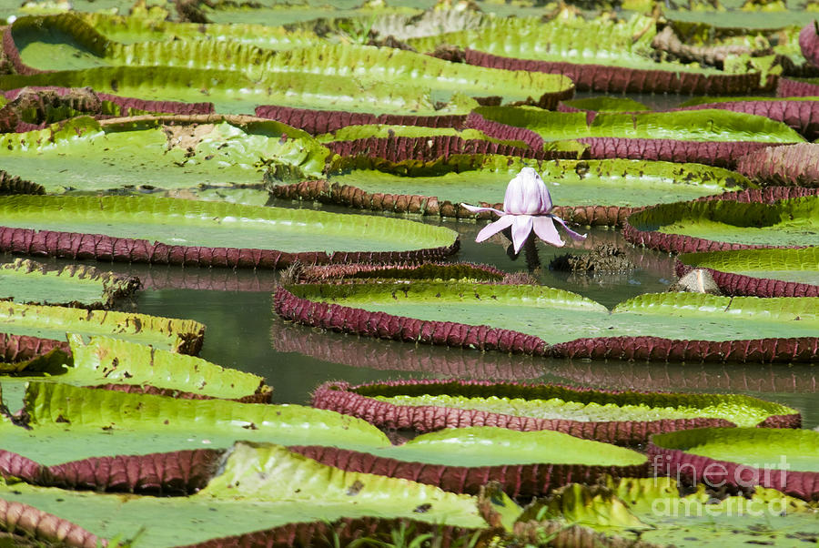 Giant Amazon Water Lilies #6 Photograph by William H. Mullins