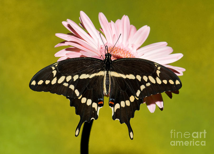 Giant Swallowtail Butterfly #6 Photograph by Millard H. Sharp