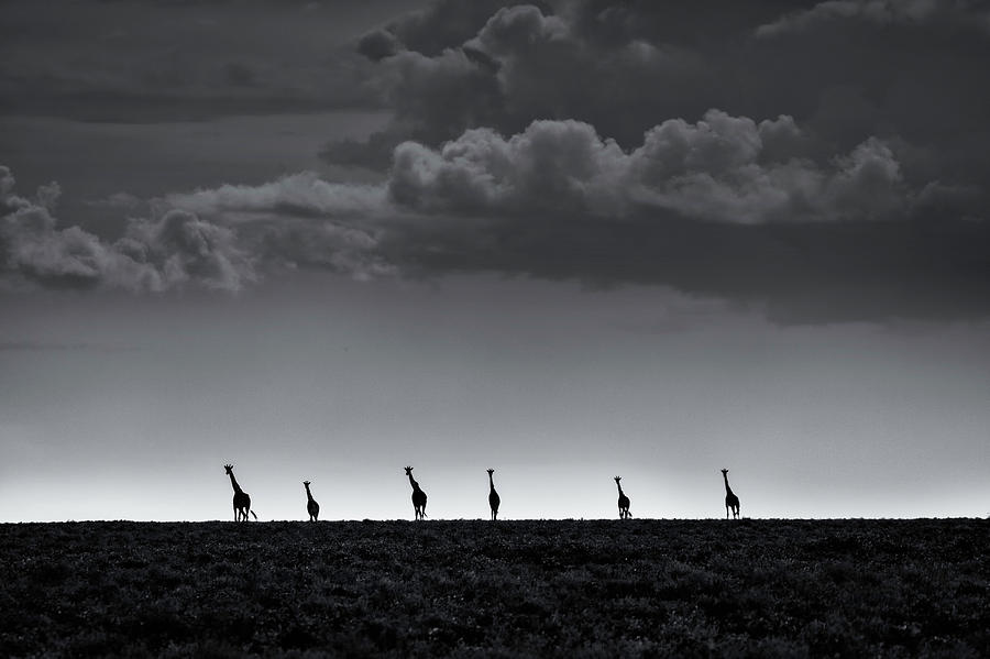 Wildlife Photograph - 6 Giraffes by Greg Metro