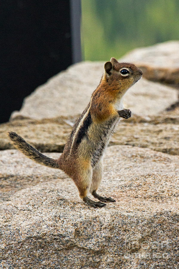 Golden Mantled Ground Squirrel #6 Photograph by Fred Stearns