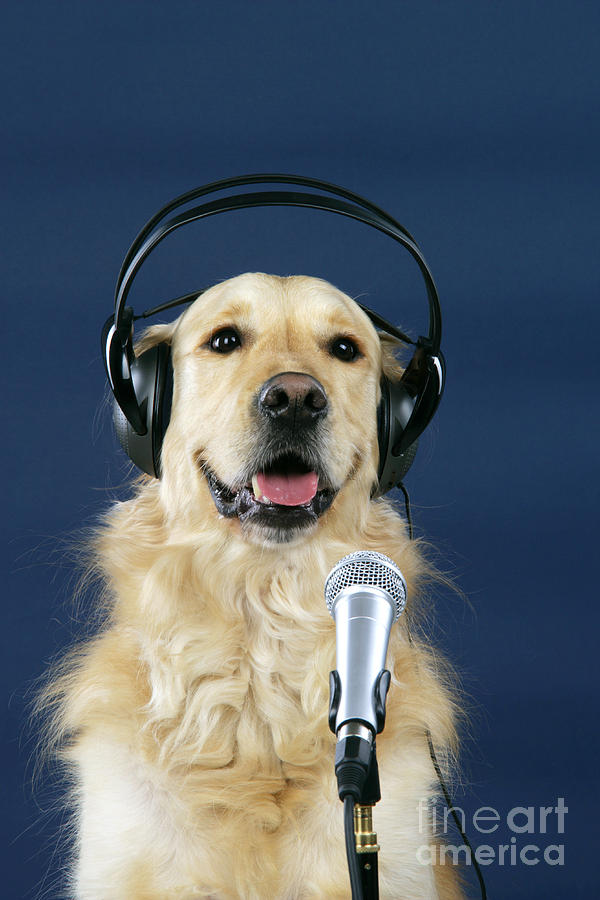 are golden retriever noisy