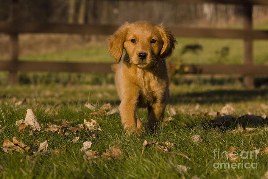 Golden Retriever Pup #6 Photograph by Linda Freshwaters Arndt