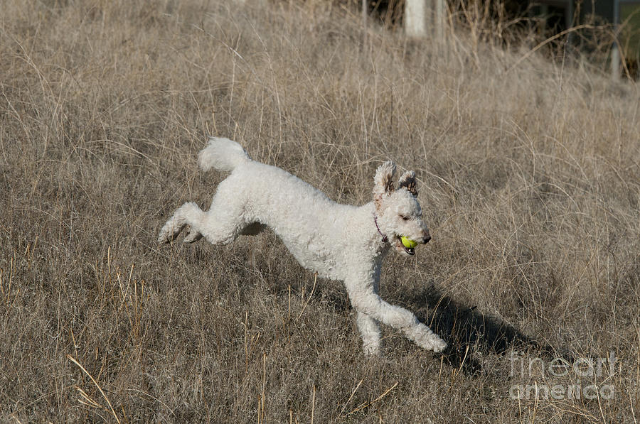 Nature Photograph - Goldendoodle Running #6 by William H. Mullins