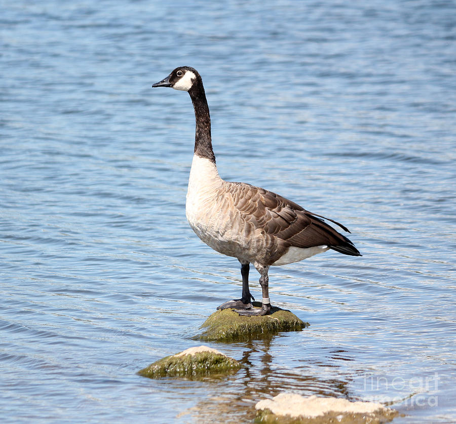 Wildlife Photograph - Goose #6 by Lori Tordsen