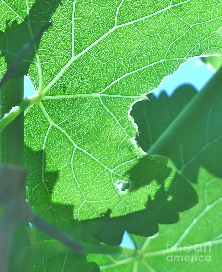 Grape leaves #6 Photograph by Nora Boghossian