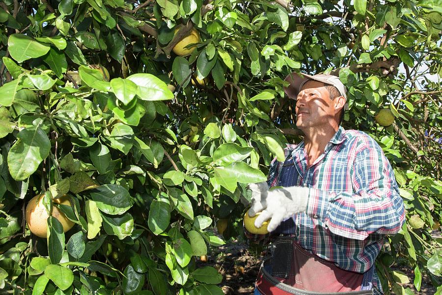 Grapefruit Farming #6 Photograph by Science Photo Library Grapefruit Farming #6 Photograph by Science Photo Library
