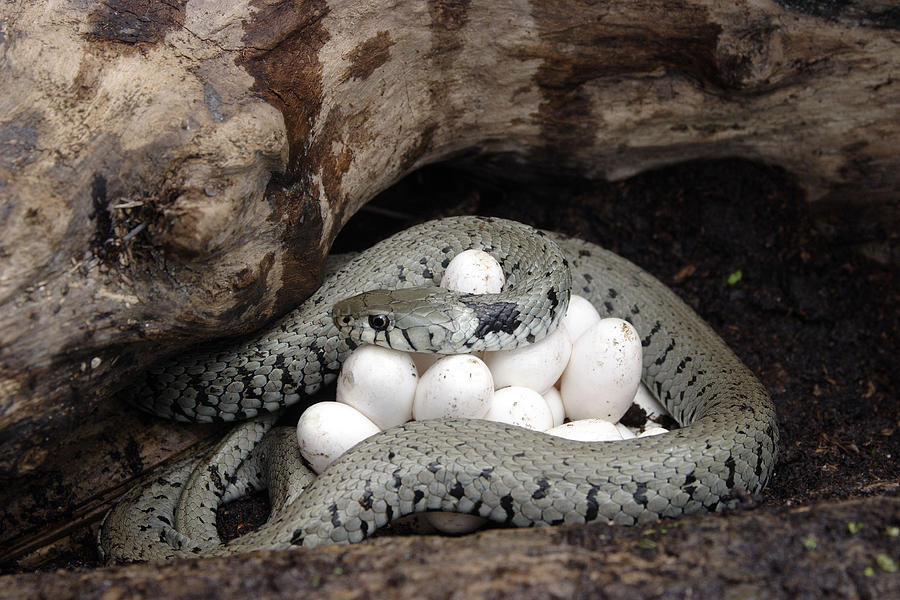 Grass Snake With Eggs #6 Photograph by M. Watson