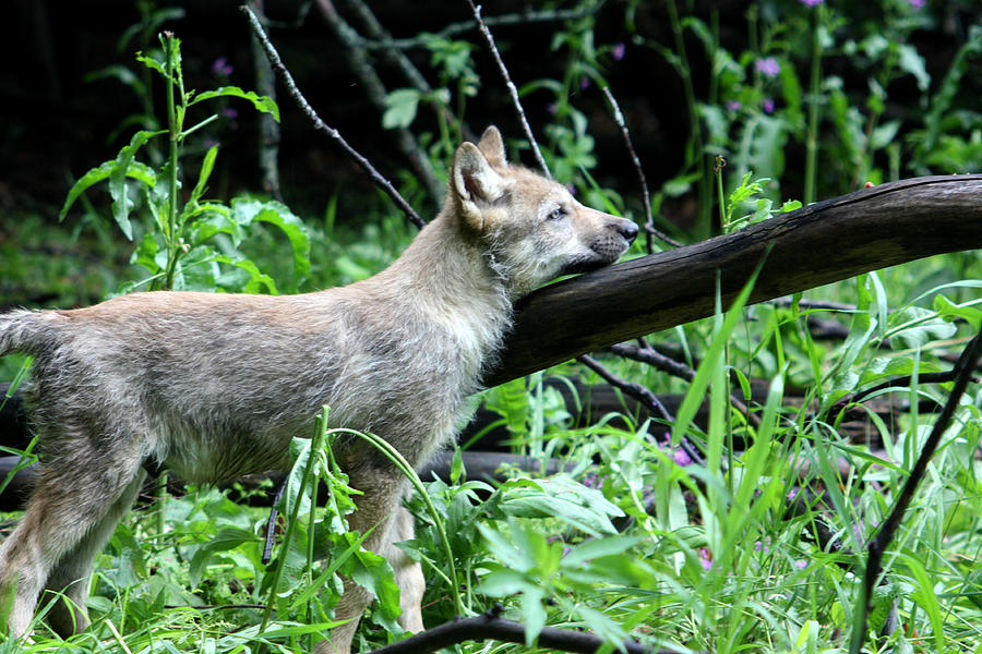 Gray Wolf Pup #6 Photograph by Amanda Stadther