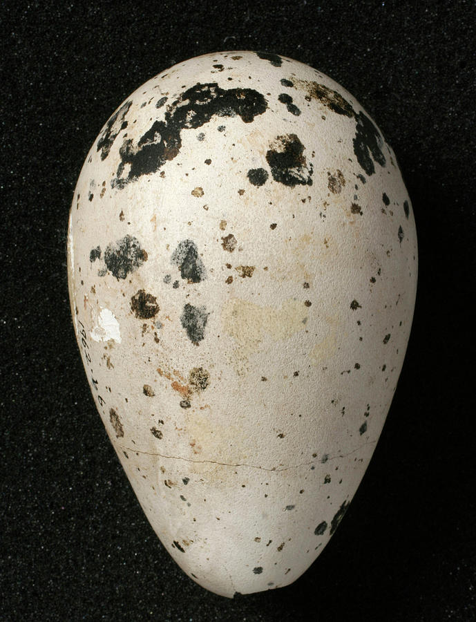 Great Auk Egg #6 by Natural History Museum, London/science Photo Library