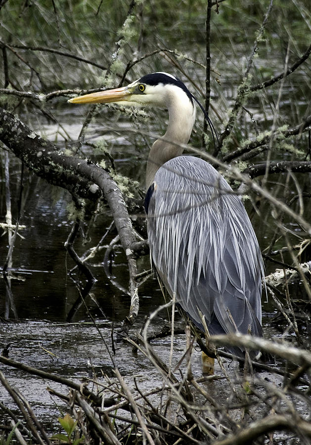Great Blue Heron #6 Photograph by Betty Depee