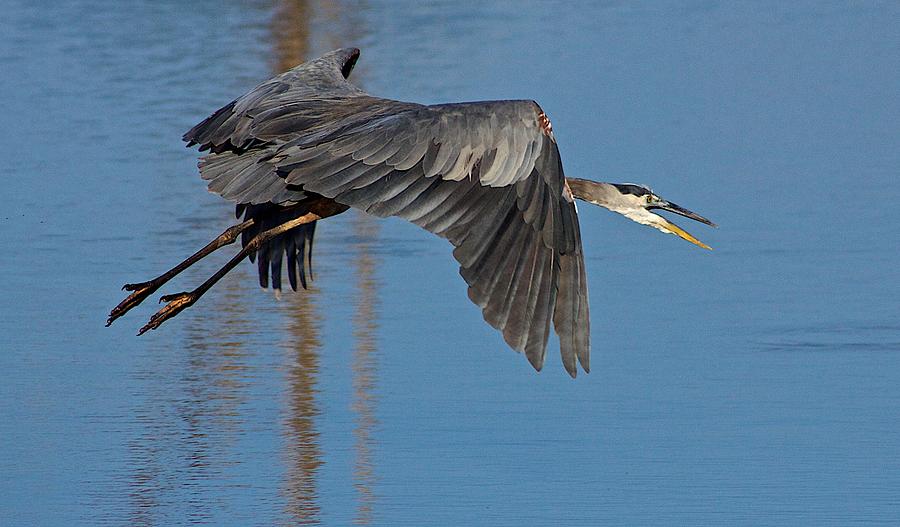 Nature Photograph - Great Blue Heron #6 by Dan Ferrin