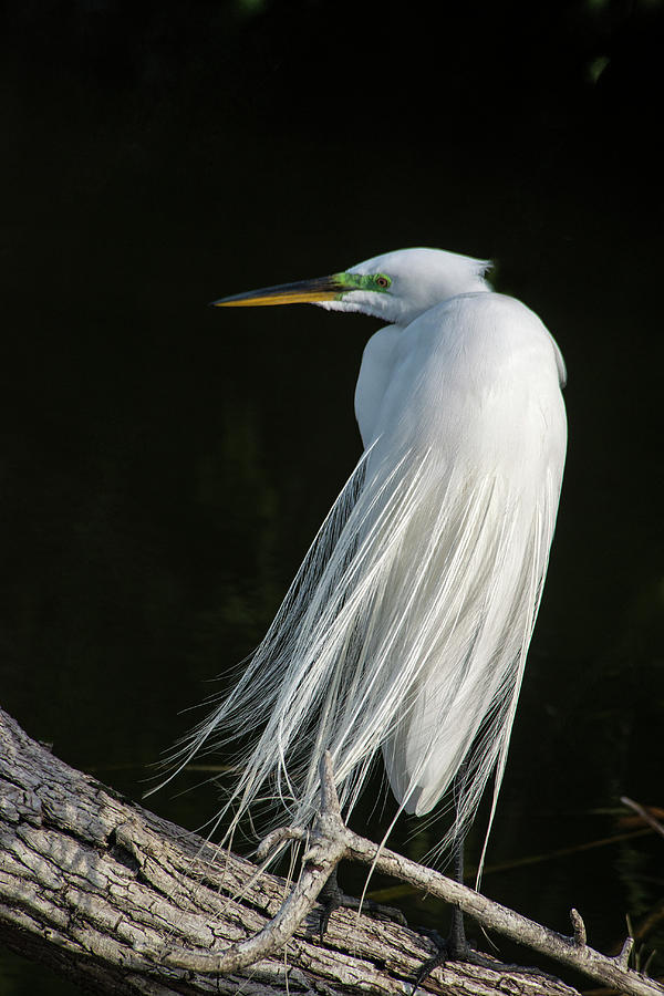 Great Egret #6 Photograph by Mark Newman