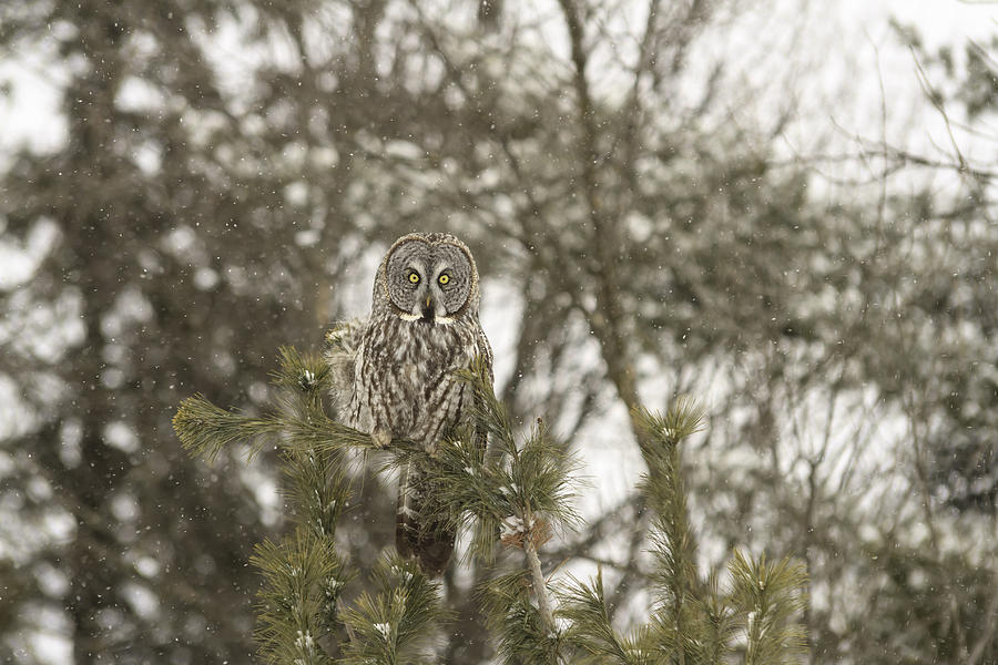 Great Grey Owl #6 Photograph by Josef Pittner