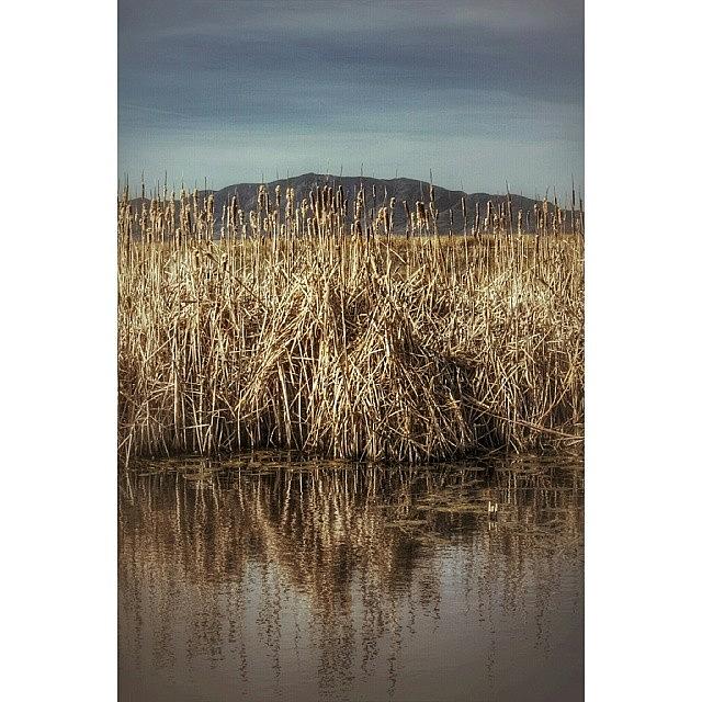 Great Salt Lake Shorelands Preserve #6 Photograph by DLDPhotography  