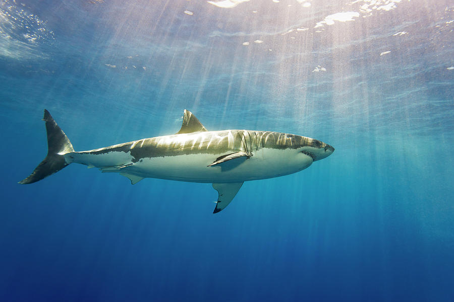 Great White Shark  Carcharodon #6 Photograph by Dave Fleetham