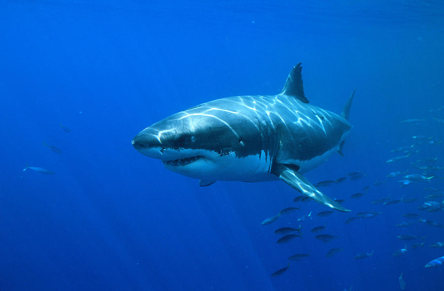 Great White Shark #6 Photograph by Charles Angelo
