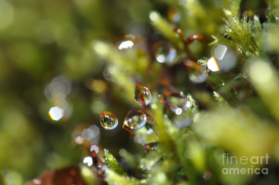 Drops Photograph - Green Drops #6 by Sylvie Leandre