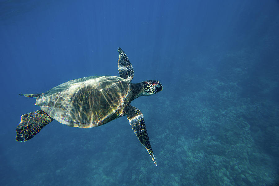 Green Sea Turtle Swimming #6 Photograph by Panoramic Images