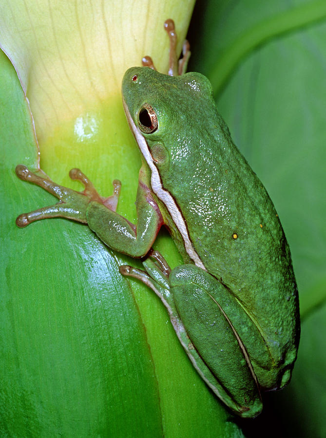 Green Tree Frog #6 Photograph by Millard H. Sharp