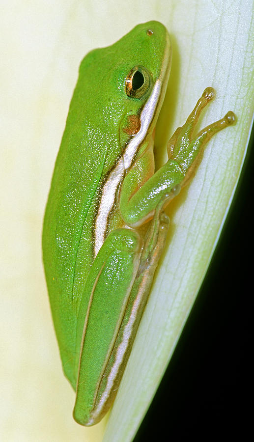 Green Treefrog #6 Photograph by Millard H. Sharp
