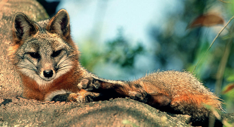 Grey Fox Urocyon Cinereoargenteus #6 Photograph by Millard H. Sharp