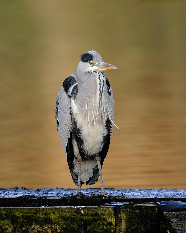 Grey Heron #6 Photograph by Paul Scoullar