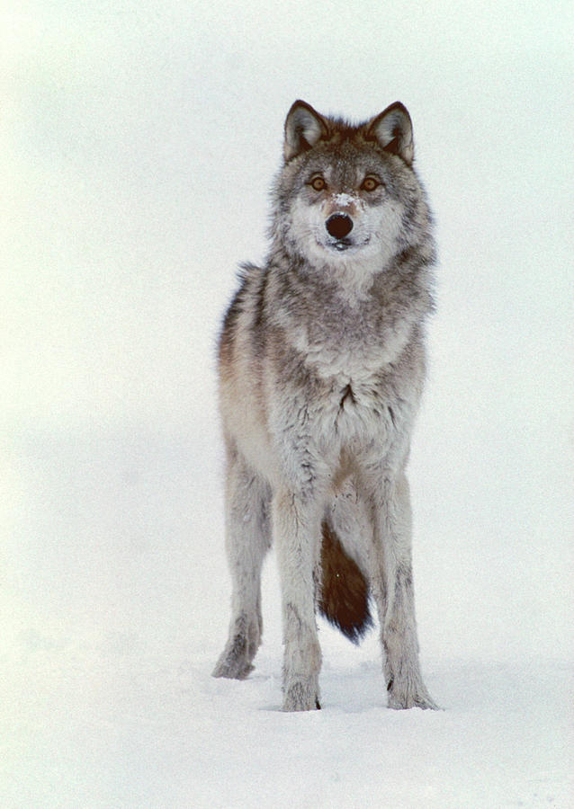 grey wolf body