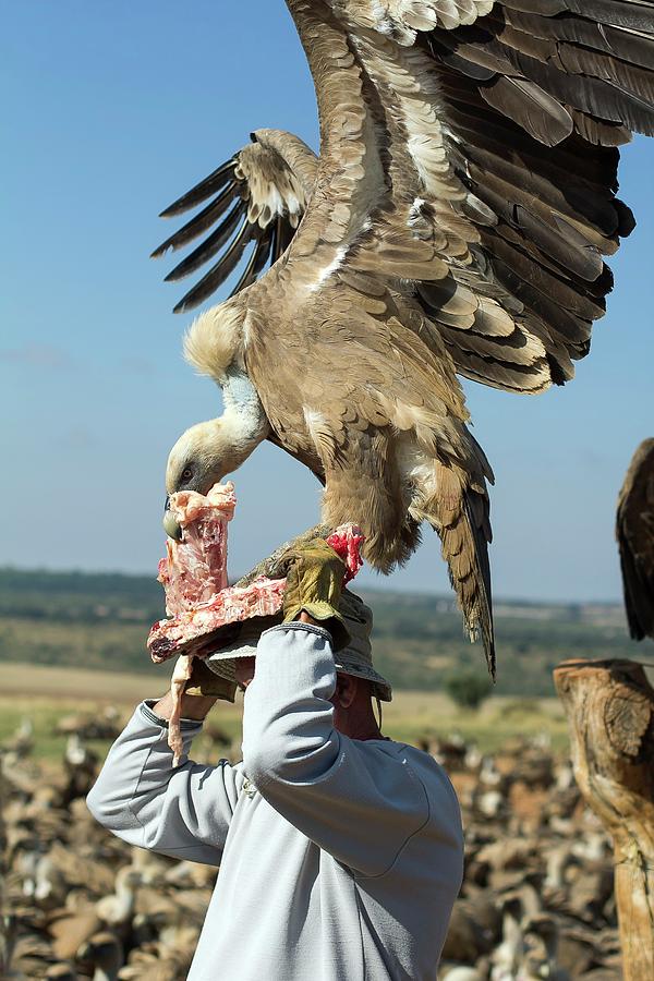 Vulture Photograph - Griffon Vulture Conservation #6 by Nicolas Reusens