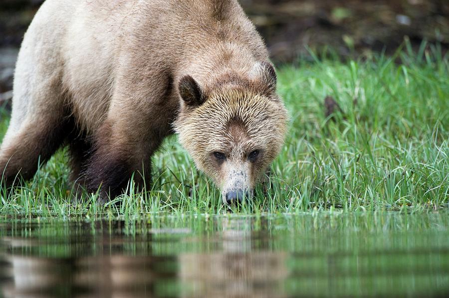 Nature Photograph - Grizzly Bear #6 by Dr P. Marazzi/science Photo Library