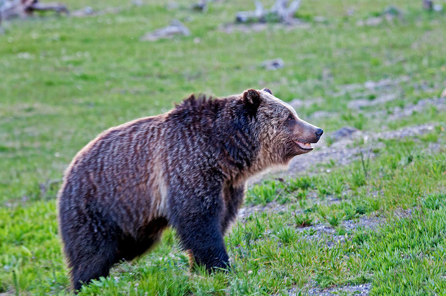 Grizzly Photograph by Elijah Weber - Fine Art America