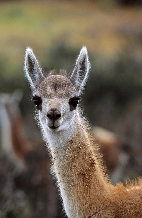 Torres Del Paine National Park Photograph - Guanaco (lama Guanicoe #6 by Martin Zwick
