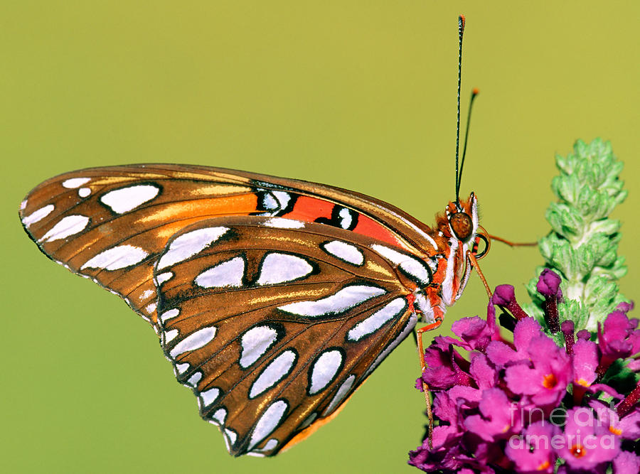 Nature Photograph - Gulf Fritillary Butterfly #6 by Millard H. Sharp
