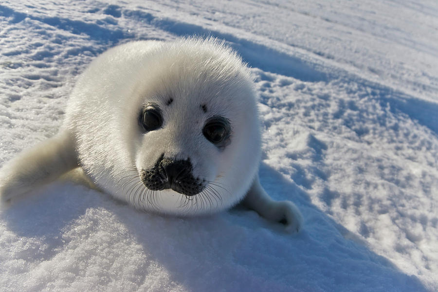 Nature Photograph - Harp Seal Pup, Close Up, Iles De La #6 by Keren Su