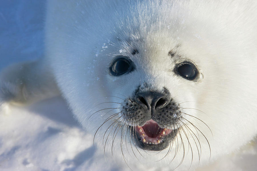 Nature Photograph - Harp Seal Pup On Ice, Iles De La #6 by Keren Su