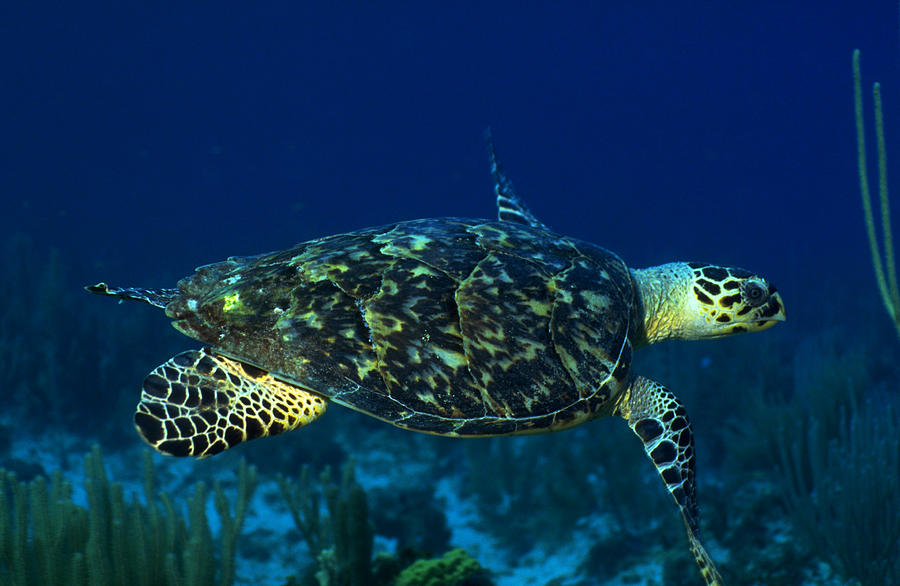 Hawksbill Turtle #6 Photograph by Charles Angelo