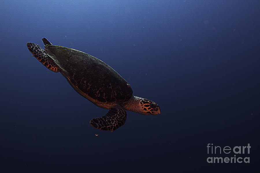 Hawksbill Turtle #6 Photograph by JT Lewis