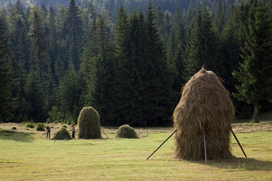 Hay Harvest And Haystack In The Apuseni #6 Photograph by Martin Zwick ...