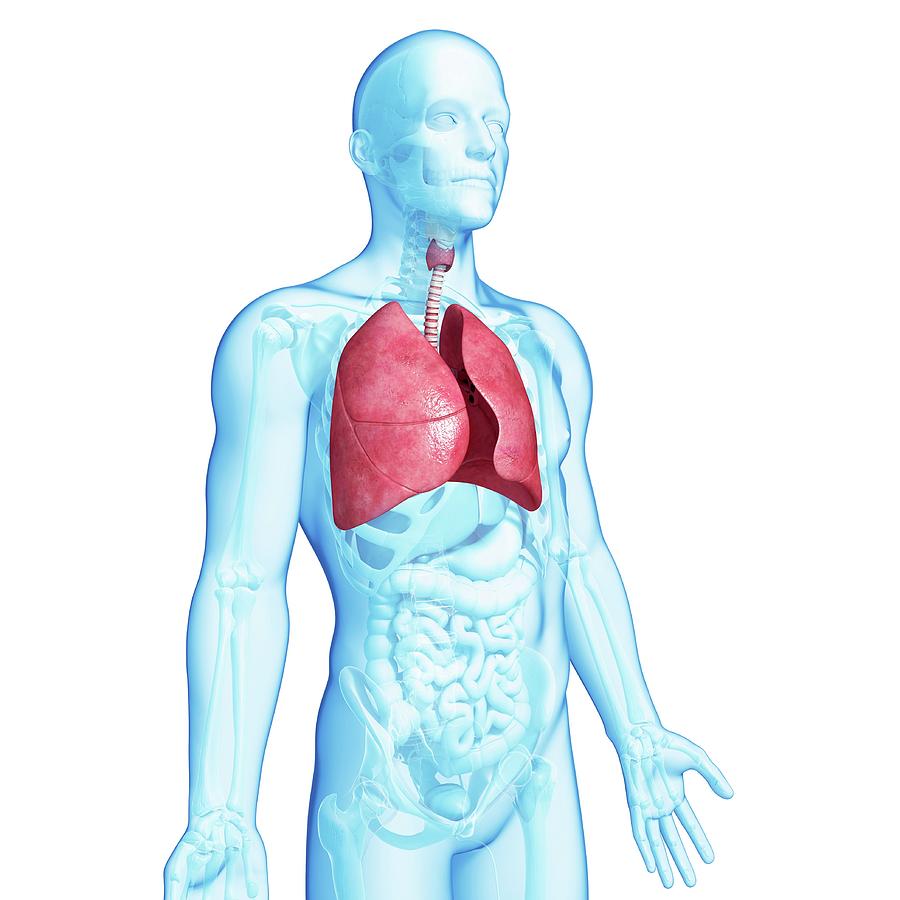 Healthy Lungs Photograph by Pixologicstudio/science Photo Library