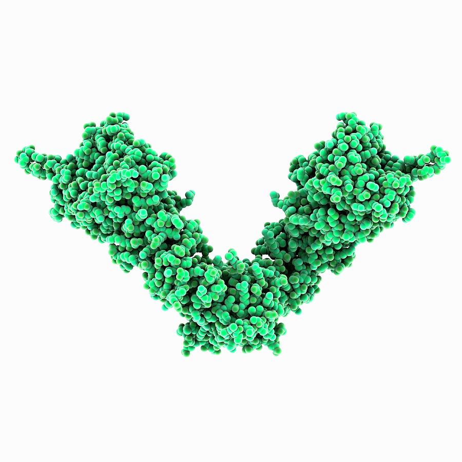 chaperone proteins induced by heat shock chaperone proteins induced by heat shock